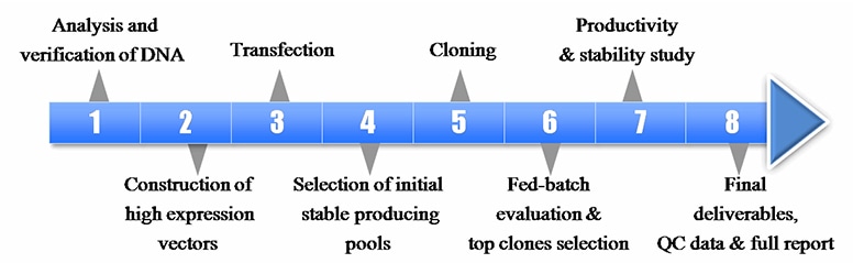 Stable cell line construction Procss