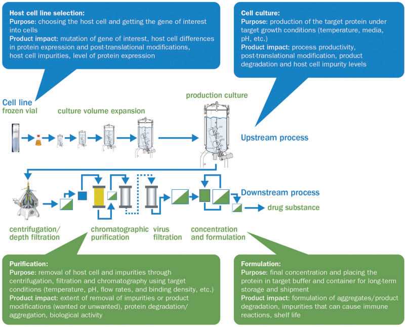 Biosimilar Stable Cell Lines