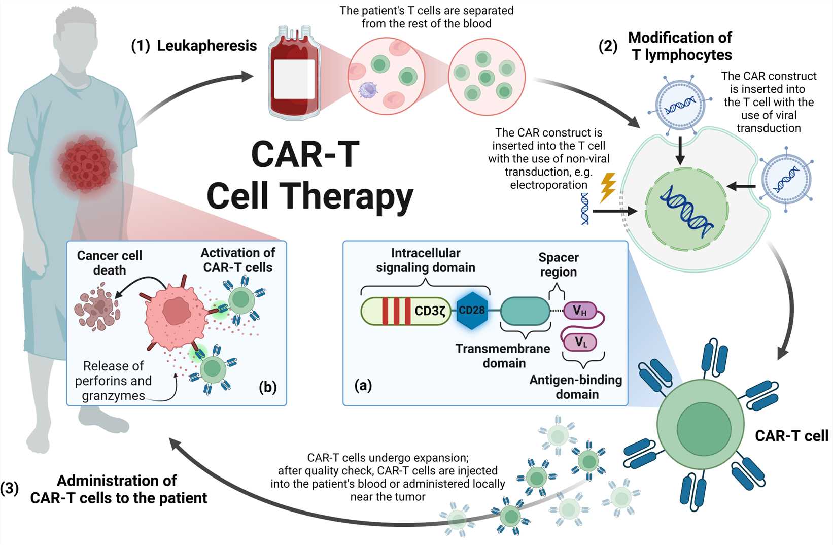 Manufacture of CAR-T cells for therapy