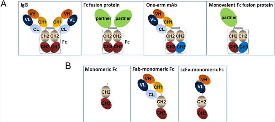 Fc Fusion Protein Biosimilar Stable Cell Lines