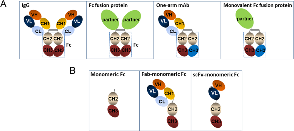 Fig.1 Cartoon representations of wildtype IgG Fc, monomeric Fc and fusion proteins.