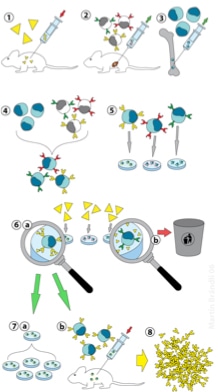 Antibody Hybridoma Production