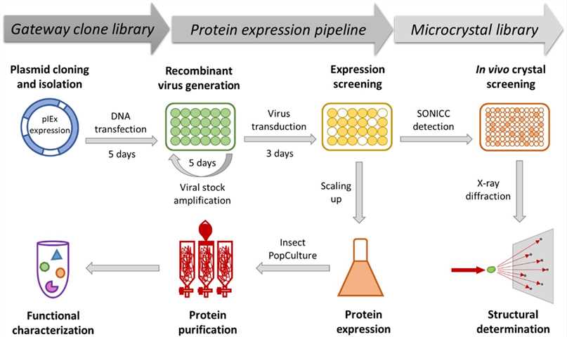 Fig.1 Workflow of the heterogeneous protein production and characterization pipeline. 