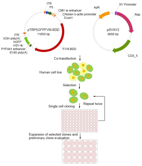 Protein Expression Mammalian Cell Lines at Harold Olmstead blog