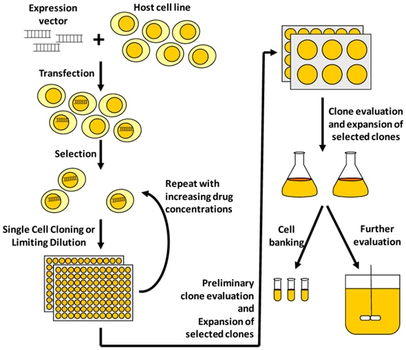 Fig.1 A typical process to develop a mammalian cell line for recombinant protein manufacturing.