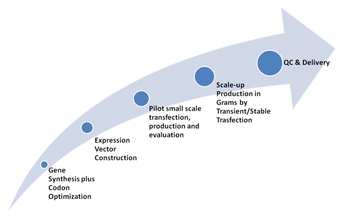 Mammalian production services