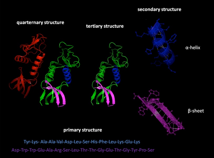 Fig.1 Protein structure of insulin.