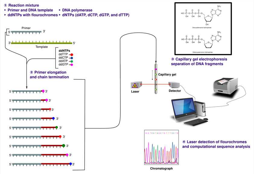Fig. 1 The Sanger (chain-termination) method for DNA sequencing.